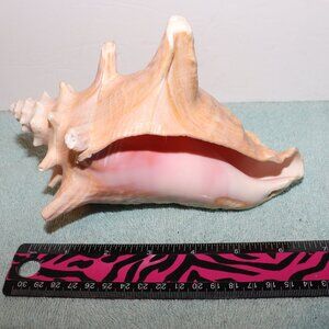 Genuine Natural Conch Seashell Large 7" Nautical Ocean Beach House Pink Hues